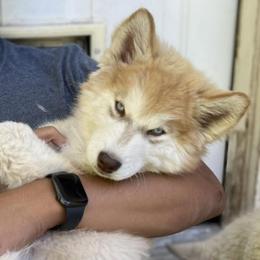 Siberian Husky Puppies from Chocolate Hollow Farms