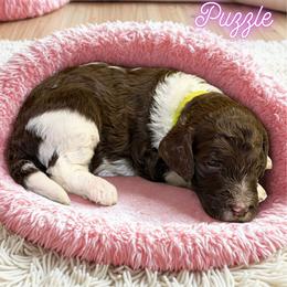 Puzzle - Parti female Goldendoodle puppy in Ellenburg Center, New York from Kristin's Puppies