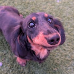 Dachshund puppies from The Bearded Companions