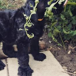 Giant Schnauzer Puppies from Valour's Giants