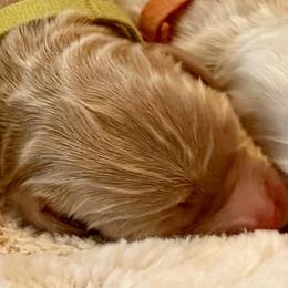 Green Boy - Apricot male Australian Labradoodle puppy in Upland, California from Kings Labradoodles