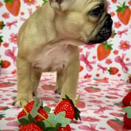 Fluster - Fawn and white female French Bulldog puppy in Rockville, Indiana from Blaze Of Glory Bostons & Frenchies