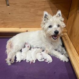 Girl 2 - White female West Highland White Terrier puppy in Idabel, Oklahoma from Ravens Nest Westies
