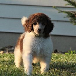 Poodle Puppies from Chapel Hill Poodles