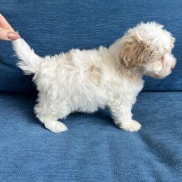 Cavalier King Charles Spaniel, Cavapoo, Havanese, Havapoo, and Poodle Puppies from West Cobb Dogs