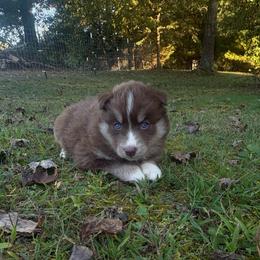 Girl 3 - Red and white female Siberian Husky puppy in Jonesborough, Tennessee from Dry Creek Siberians