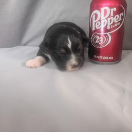 Cosmo - Black tri male Toy Australian Shepherd puppy in Humansville, Missouri from Tater Tot aussies