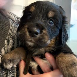Pepper - male Golden Mountain Dog puppy in Seville, Ohio from Retriever Ranch