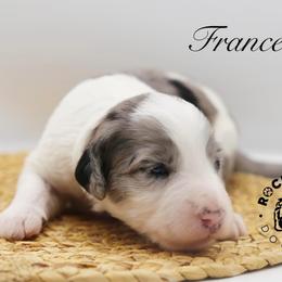 Francesca Bridgerton - Blue merle and white female Sheepadoodle puppy in Edmond, Oklahoma from Rock N Roll Doodles