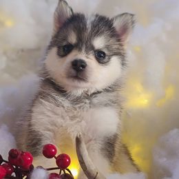 Pomsky Puppies from ArchAngel Pomskies