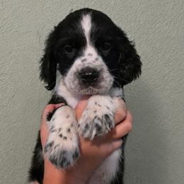 Bootstrap aka Boots - Black and white male English Springer Spaniel puppy in Fort White, Florida from Thunderbird Springers
