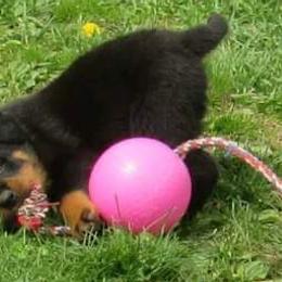 German Shepherd and Rottweiler Puppies from Irish Eyes Von Donahue
