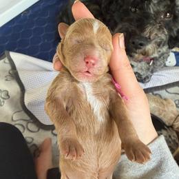 Hot pink collar - Red  female Goldendoodle puppy in Watertown, New York from True Friend Doodles