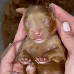 Toffee - Caramel red male Australian Labradoodle puppy in Citrus Heights, California from Elite Blend Labradoodles