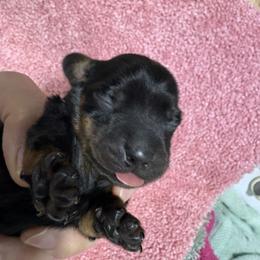 Black girl - Black and tan female Dachshund puppy in Fayetteville, Pennsylvania from PA's Darling Doxies