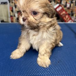 Billy - Liver male Shih Tzu puppy in Eunice, Louisiana from 4J's Cajun Kennels