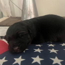 Abe- Red collar - Black and red male German Shepherd puppy in Ronan, Montana from Semper Fi K9 Montana