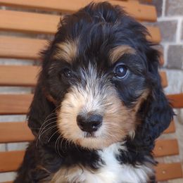 Bernedoodles, Goldendoodles, and Poodles from Donnasdoodlebugs