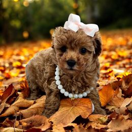 Stella - Red female Maltipoo puppy in Oklahoma City, Oklahoma from Red Okie Poos