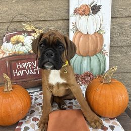 Lily aka Midge - Fawn female Boxer puppy in Stevensville, Montana from The Holistic Boxer