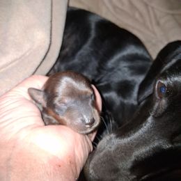 George - Sable male Dachshund puppy in Paducah, Kentucky from Donette's Doxies