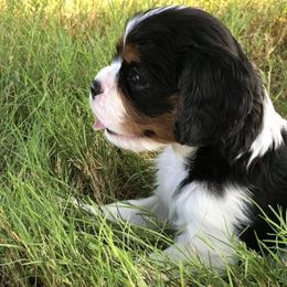 Cavalier King Charles Spaniels from Fuzzy Creek Cavaliers