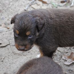 Australian Shepherd Puppies from Stephanie Young's Australian Shepherds