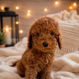 Mick - Red  male Goldendoodle puppy in Warrensburg, Missouri from Supreme Doodles