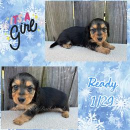 Light Blue - Black and tan female Dachshund puppy in Jonesboro, Illinois from Twin Hills Dachshunds