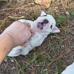 Hannah - Red and white female Bulldog puppy in Lafayette, Georgia from Storytime Mastiffs & Bulldogs