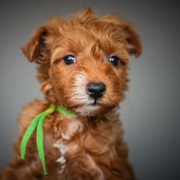 Ethan Hunt - Apricot male Schnoodle puppy in Caldwell, Idaho from Boise Doodle Co.