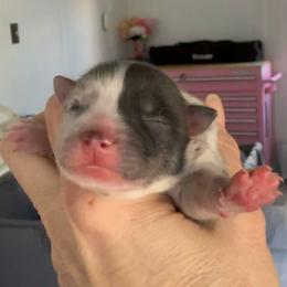 Harvey - Merle male Pomsky puppy in Spring Hill, Florida from PDQ Pomskies