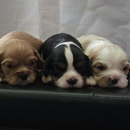 Cavalier King Charles Spaniel puppies from Willow Rayne shelties and more
