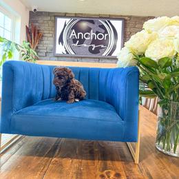 ..::  n u t m e g  ::..    ( t e d d y .::. b e a r ) - Brown female Poodle puppy in Hooper, Utah from Anchor Dogs