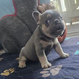 Lilac and tan male - Liver male French Bulldog puppy in Tuscaloosa, Alabama from J & J classic frenchies