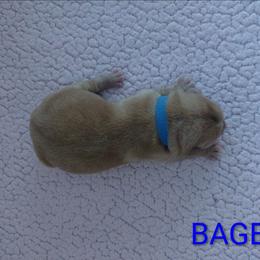 Bagel - Yellow male Labrador Retriever puppy in Prince George, Virginia from Kingdom Kenelz Labradors