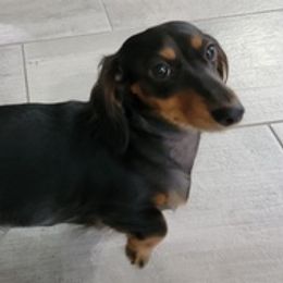 Dachshunds from Royce's Dashshunds