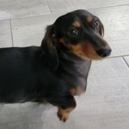 Dachshunds from Royce's Dashshunds