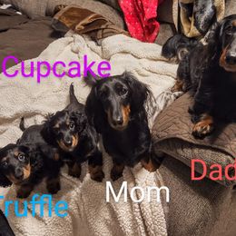 Dachshund Puppies from Weenie Wonders Hounds