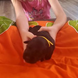 Girl 3 - Black female Miniature Schnauzer puppy in Fresno, California from Findell Kennel, LLC