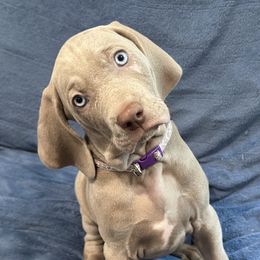 Weimaraner Puppies from Meadow Ridge Weims and Danes