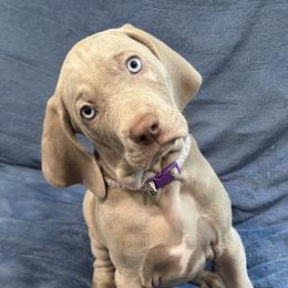 Weimaraner Puppies from Meadow Ridge Weims and Danes
