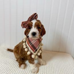 Red collar girl - Red  female Goldendoodle puppy in Newcastle, Oklahoma from Ritzy Creek Doodles