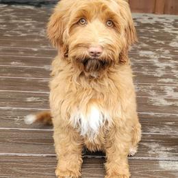 Country Morning Tradition - Caramel red female Australian Labradoodle puppy in Aumsville, Oregon from Country Morning Labradoodles