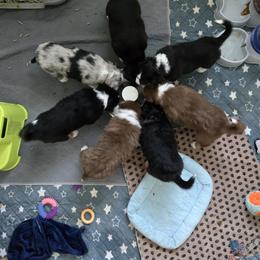 Australian Shepherd and Miniature Australian Shepherd Puppies from Cara Harker