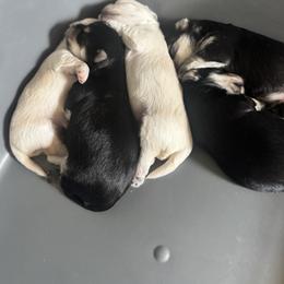 Maltese, Morkie, and Yorkshire Terrier Puppies from Mountain Top Hot Tailz