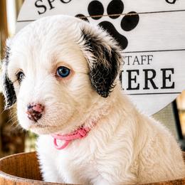 Pink Collar Siobhan - Merle female Bernedoodle puppy in Camden, North Carolina from Fleury Farm Doodles NC