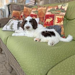 Parka - Brown and white female Sheepadoodle puppy in Cleveland, Tennessee from Narrow Path Old English & Sheepadoodles