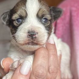 Victor - White and tan male Russell Terrier puppy in Viper, Kentucky from Mountain Top