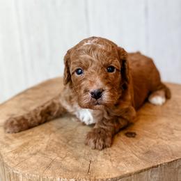 Campari - Red female Assorted Doodle Crosses puppy in Arlington, Washington from Doodle Love Laugh